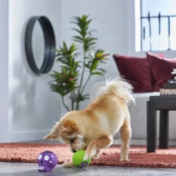 Frisco Halloween Sugar Skulls Latex Squeaky Dog Toy, 2 count -FRISCO Sales 270518 PT3. SY630 V1624825050