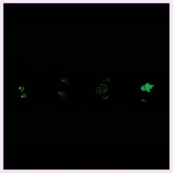 Frisco Halloween Glow in the Dark Fetch Squeaky Tennis Ball Dog Toy, 4 count 9 Frisco Halloween Glow in the Dark Fetch Squeaky Tennis Ball Dog Toy, 4 count -FRISCO Sales 270525 PT2. SY630 V1628690769