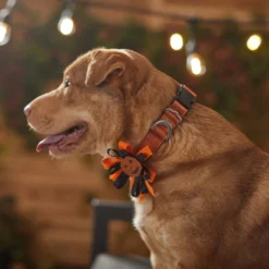 Frisco Orange Glitter Dog Collar with Pumpkin Ribbon 13 Frisco Orange Glitter Dog Collar with Pumpkin Ribbon -FRISCO Sales 272844 PT8. SY630 V1623879195