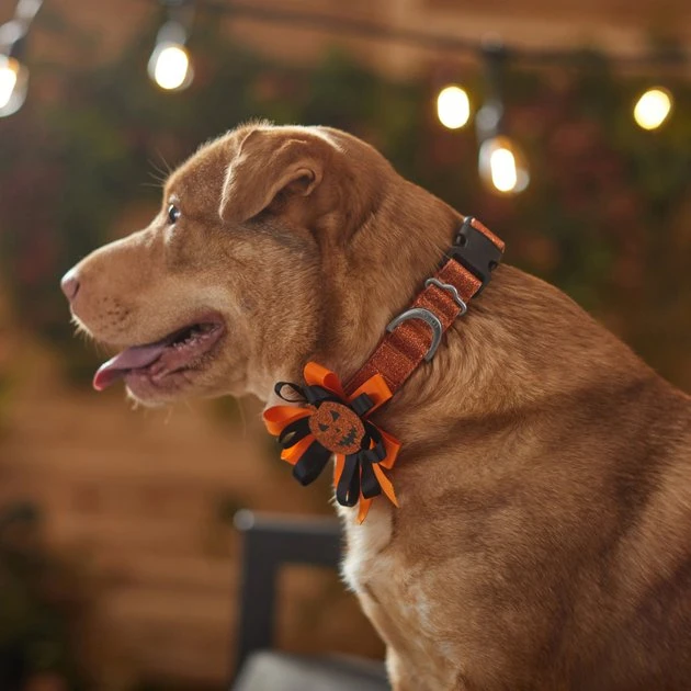 Frisco Orange Glitter Dog Collar with Pumpkin Ribbon 8 Frisco Orange Glitter Dog Collar with Pumpkin Ribbon - Image 6