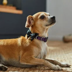 Frisco Purple Bat Wing Dog Collar with Wings -FRISCO Sales 272852 PT8. SY630 V1623879384