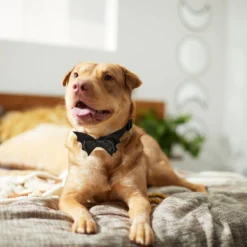 Frisco Removable Bat Wing Collar Bow -FRISCO Sales 272872 PT8. SY630 V1623879427