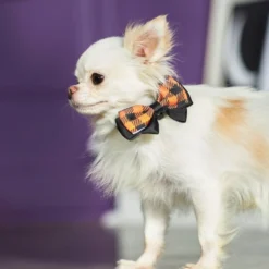 Frisco Removable Halloween Plaid Collar Bow 9 Frisco Removable Halloween Plaid Collar Bow -FRISCO Sales 272875 PT8. SY630 V1623879534
