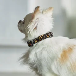 Frisco Scary Pumpkins Dog Collar -FRISCO Sales 272883 PT8. SY630 V1623879639
