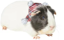 Frisco Red Plaid Guinea Pig Ruffle Collar with Pom Poms, One Size