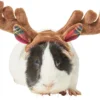 Frisco Holiday Antlers Guinea Pig Headpiece 2 Frisco Holiday Antlers Guinea Pig Headpiece -FRISCO Sales 276182 MAIN. SY630 V1631303077