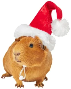 Frisco Holiday Guinea Pig Santa Hat