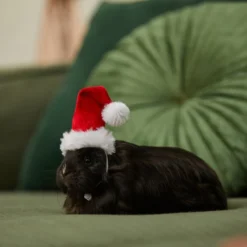 Frisco Holiday Guinea Pig Santa Hat 9 Frisco Holiday Guinea Pig Santa Hat -FRISCO Sales 276184 PT8. SY630 V1631302796