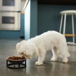 Frisco Paw Print Elevated Stainless Steel Dog & Cat Bowl 11 Frisco Paw Print Elevated Stainless Steel Dog & Cat Bowl -FRISCO Sales 277513 PT2. SY630 V1630509092