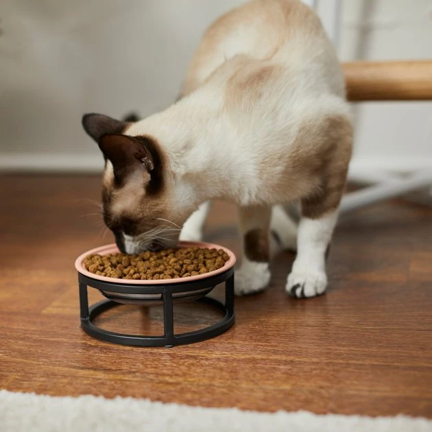 Frisco Paw Print Elevated Stainless Steel Dog & Cat Bowl 6 Frisco Paw Print Elevated Stainless Steel Dog & Cat Bowl - Image 4