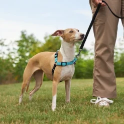 Frisco Padded Reflective No Pull Harness 11 Frisco Padded Reflective No Pull Harness -FRISCO Sales 277892 PT4. SY630 V1629816716