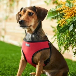 Frisco Padded Step-In Harness -FRISCO Sales 287449 PT8. SY630 V1631669934