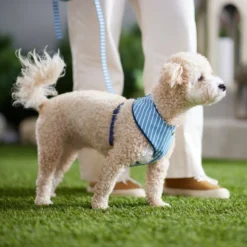 Frisco Fashion Over-The-Head Harness, Striped 11 Frisco Fashion Over-The-Head Harness, Striped -FRISCO Sales 287474 PT8. SY630 V1632316647