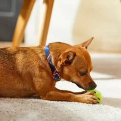 Frisco Fashion Collar, Brown Plaid 9 Frisco Fashion Collar, Brown Plaid -FRISCO Sales 287507 PT8. SY630 V1632316914