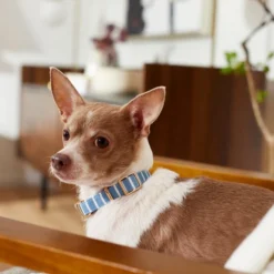 Frisco Fashion Collar, Striped -FRISCO Sales 287511 PT8. SY630 V1632315168