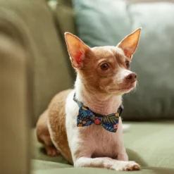 Frisco Fashion Bow, Tropical Floral 11 Frisco Fashion Bow, Tropical Floral -FRISCO Sales 287529 PT8. SY630 V1632315568