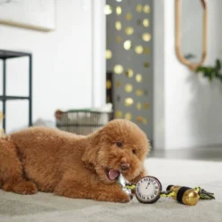 Frisco New Year's Eve Midnight Countdown Plush with Rope Squeaky Dog Toy -FRISCO Sales 288478 PT3. SY630 V1638289625