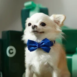 Frisco Glitter Dog Collar with Removeable Glitter Bow -FRISCO Sales 289712 PT8. SY630 V1632189788