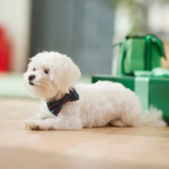 Frisco Festive Plaid Dog Collar with Removeable Plaid Bow -FRISCO Sales 289725 PT8. SY630 V1632185927