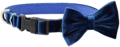 Frisco Velvet Dog Collar With Removeable Velvet Bow