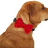 Frisco Removeable Velvet Collar Bow 1 Frisco Removeable Velvet Collar Bow -FRISCO Sales 289810 MAIN. SY630 V1632188498
