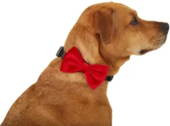 Frisco Removeable Velvet Collar Bow