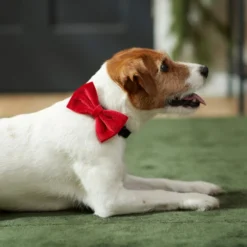 Frisco Removeable Velvet Collar Bow -FRISCO Sales 289810 PT8. SY630 V1632186784