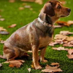 Frisco Thanksgiving Turkey Dog Collar 10 Frisco Thanksgiving Turkey Dog Collar -FRISCO Sales 291255 PT3. SY630 V1629488529