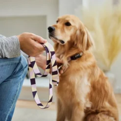 Frisco Purple Colorblock Dog Collar 9 Frisco Purple Colorblock Dog Collar -FRISCO Sales 291282 PT3. SY630 V1629488015