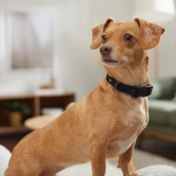 Frisco Monochromatic Dog Collar -FRISCO Sales 291556 PT8. SY630 V1633121263