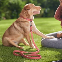 Frisco Monochromatic Dog Leash -FRISCO Sales 291585 PT8. SY630 V1633121848