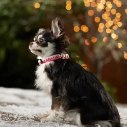 Frisco Ski Jacket Dog Collar -FRISCO Sales 291695 PT8. SY630 V1632187718