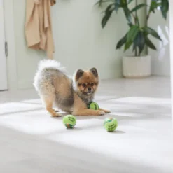 Frisco Brunch Fetch Squeaky Tennis Ball Dog Toy, 3 count 7 Frisco Brunch Fetch Squeaky Tennis Ball Dog Toy, 3 count -FRISCO Sales 297284 PT2. SY630 V1642088214