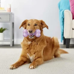 Frisco||The Lazy Dog Cookie Co. Frisco Birthday TPR Bone Dog Toy, Purple, Large + The Lazy Dog Cookie Co. Happy Birthday Pup-PIE Dog Treat, Girl -FRISCO Sales 297952 PT3. SY630 V1623252755