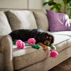 Frisco Roses Plush with Rope Squeaky Dog Toy, 3 count 7 Frisco Roses Plush with Rope Squeaky Dog Toy, 3 count -FRISCO Sales 298939 PT3. SY630 V1638987402