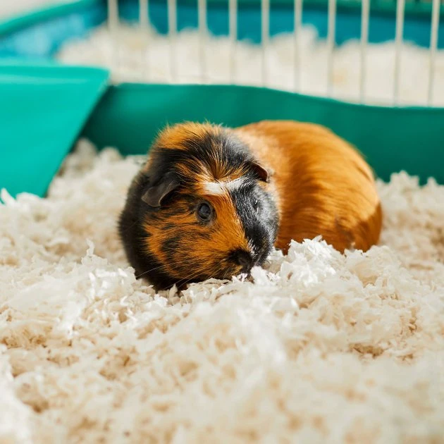 Frisco Corner Litter Box, Navy, X-Small + Small Animal Bedding, White 11 Frisco Corner Litter Box, Navy, X-Small + Small Animal Bedding, White - Image 9