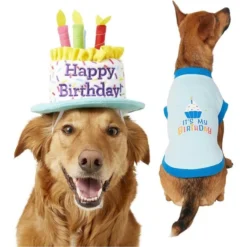Frisco Birthday Cake Hat, Medium/Large + Dog & Cat T-Shirt, Blue