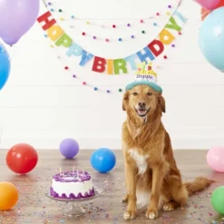 Frisco Birthday Cake Hat, Medium/Large + Dog & Cat T-Shirt, Pink -FRISCO Sales 302384 PT3. SY630 V1623045150