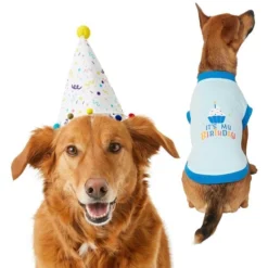 Frisco Confetti Birthday Hat, Medium/Large + Dog & Cat T-Shirt, Blue