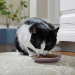 Frisco Paris Non-skid Ceramic Dish, 0.50 Cup + Cat Dish, 1.50 Cup -FRISCO Sales 302490 PT4. SY630 V1623074555