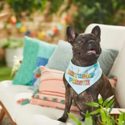 Frisco Birthday Prince Bandana, Medium/Large + Dog & Cat T-Shirt, Blue 18 Frisco Birthday Prince Bandana, Medium/Large + Dog & Cat T-Shirt, Blue -FRISCO Sales 302690 PT7. SY630 V1633067487