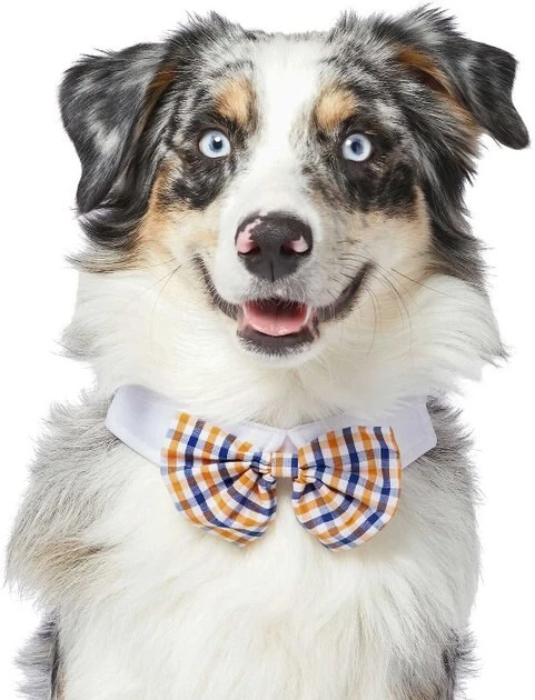 Frisco Plaid Dog & Cat Bow Tie, Orange & Blue + Blue 4 Frisco Plaid Dog & Cat Bow Tie, Orange & Blue + Blue - Image 2