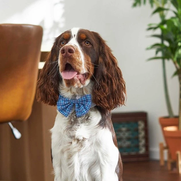 Frisco Plaid Dog & Cat Bow Tie, Orange & Blue + Blue 9 Frisco Plaid Dog & Cat Bow Tie, Orange & Blue + Blue - Image 7