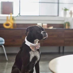 Frisco Plaid Dog & Cat Bow Tie, Orange & Blue + Polka Dot, Navy 15 Frisco Plaid Dog & Cat Bow Tie, Orange & Blue + Polka Dot, Navy -FRISCO Sales 302784 PT4. SY630 V1623088342