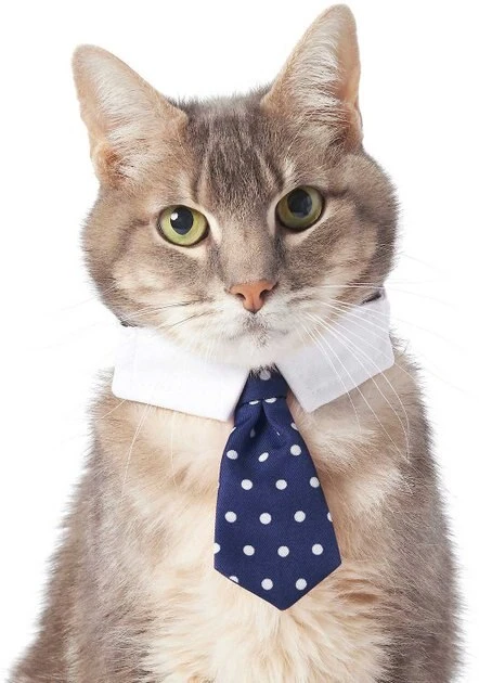 Frisco Plaid Dog & Cat Bow Tie, Orange & Blue + Polka Dot, Navy 8 Frisco Plaid Dog & Cat Bow Tie, Orange & Blue + Polka Dot, Navy - Image 6