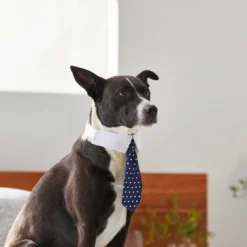 Frisco Plaid Dog & Cat Bow Tie, Orange & Blue + Polka Dot, Navy 18 Frisco Plaid Dog & Cat Bow Tie, Orange & Blue + Polka Dot, Navy -FRISCO Sales 302784 PT7. SY630 V1623057462