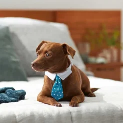 Frisco Plaid Dog & Cat Neck Tie, Blue Plaid + Polka Dot, Teal -FRISCO Sales 302794 PT7. SY630 V1623068241