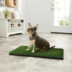 Frisco||PetSafe Frisco Indoor Grass Potty, 30 x 20 in + PetSafe Pet Loo Wee Care Enzyme Cleaner 10 Frisco||PetSafe Frisco Indoor Grass Potty, 30 x 20 in + PetSafe Pet Loo Wee Care Enzyme Cleaner -FRISCO Sales 303462 PT3. SY630 V1623049351