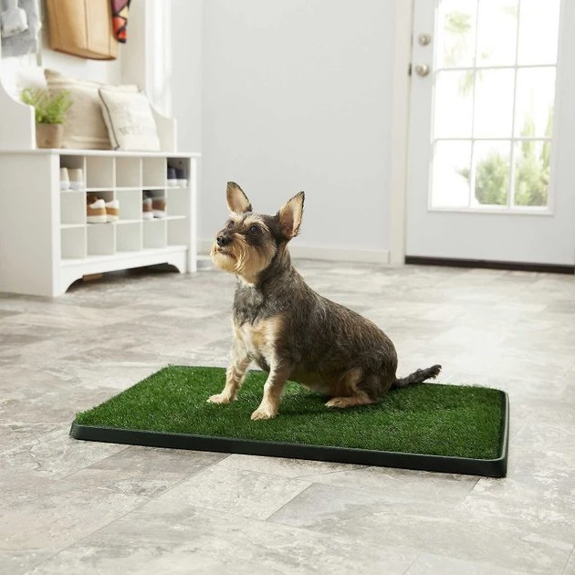 Frisco||PetSafe Frisco Indoor Grass Potty, 30 x 20 in + PetSafe Pet Loo Wee Care Enzyme Cleaner 6 Frisco||PetSafe Frisco Indoor Grass Potty, 30 x 20 in + PetSafe Pet Loo Wee Care Enzyme Cleaner - Image 4