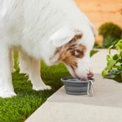 Frisco Silicone Collapsible Travel Bowl with Carabiner, Gray, 1.5 Cups + Pet Toy & Bowl Cleaning Wipes -FRISCO Sales 303616 PT4. SY630 V1623056860